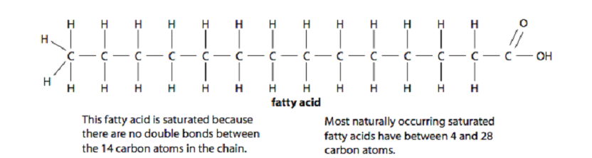 Saturated Fatty Acid Diagram.png